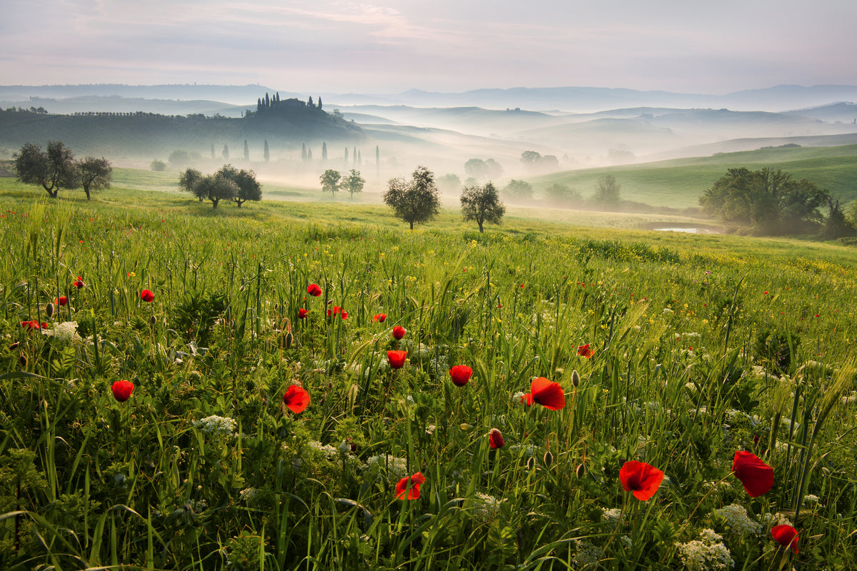 photo-wallpaper-tuscan-spring