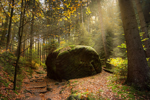 photo-wallpaper-the-rock-in-the-forest