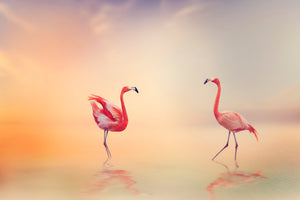 photo-wallpaper-romantic-flamingos