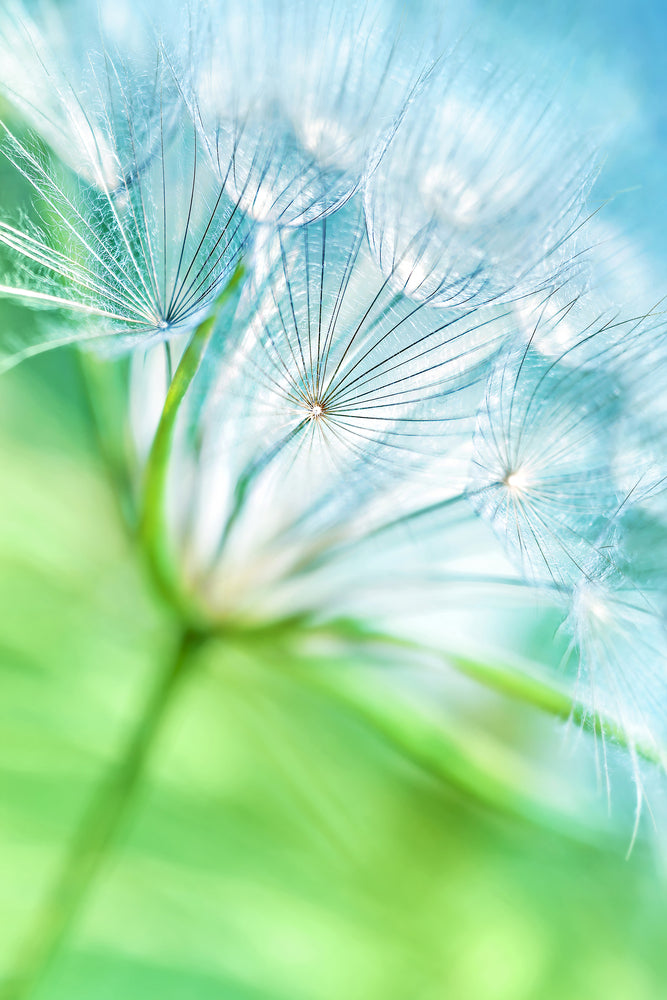 photo-wallpaper-macro-dandelion