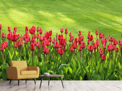 photo-wallpaper-red-tulip-field-in-the-sunlight