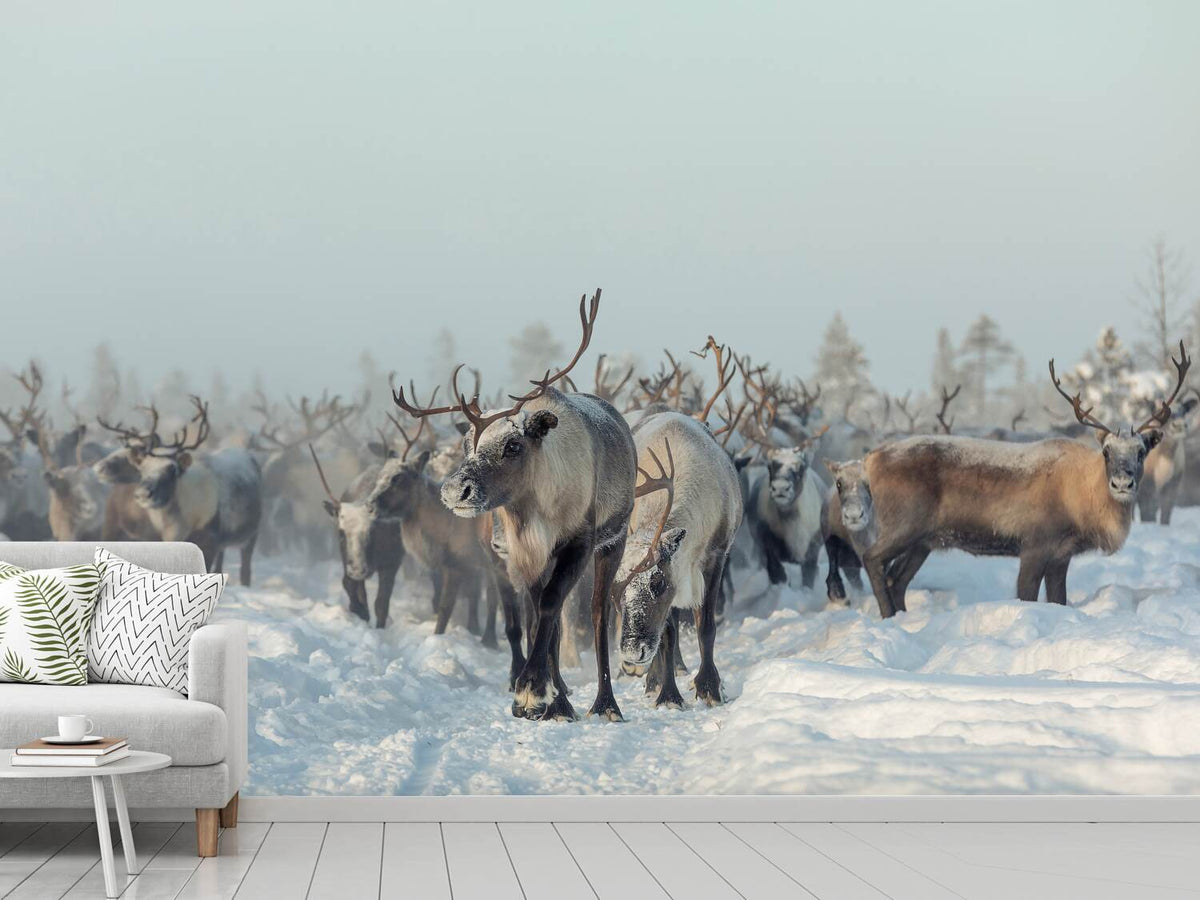 photo-wallpaper-reindeers-x