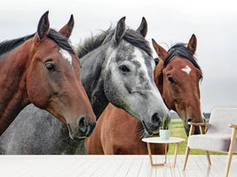 photo-wallpaper-the-horse-trio