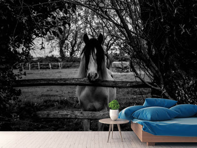 photo-wallpaper-the-horse-sw