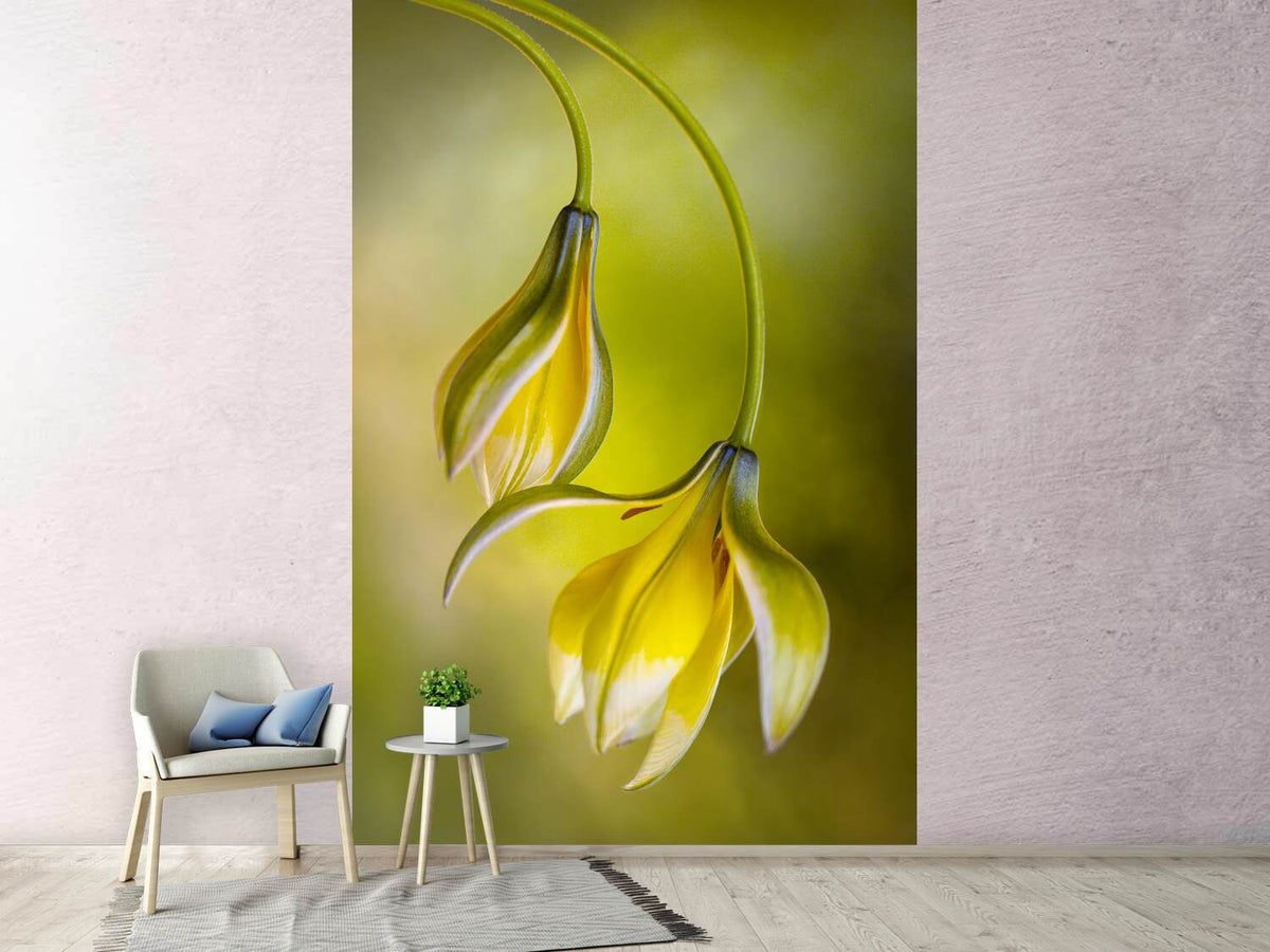 photo-wallpaper-tulipa