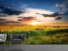 photo-wallpaper-a-field-of-sunflowers