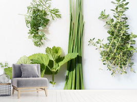 photo-wallpaper-fresh-herbs