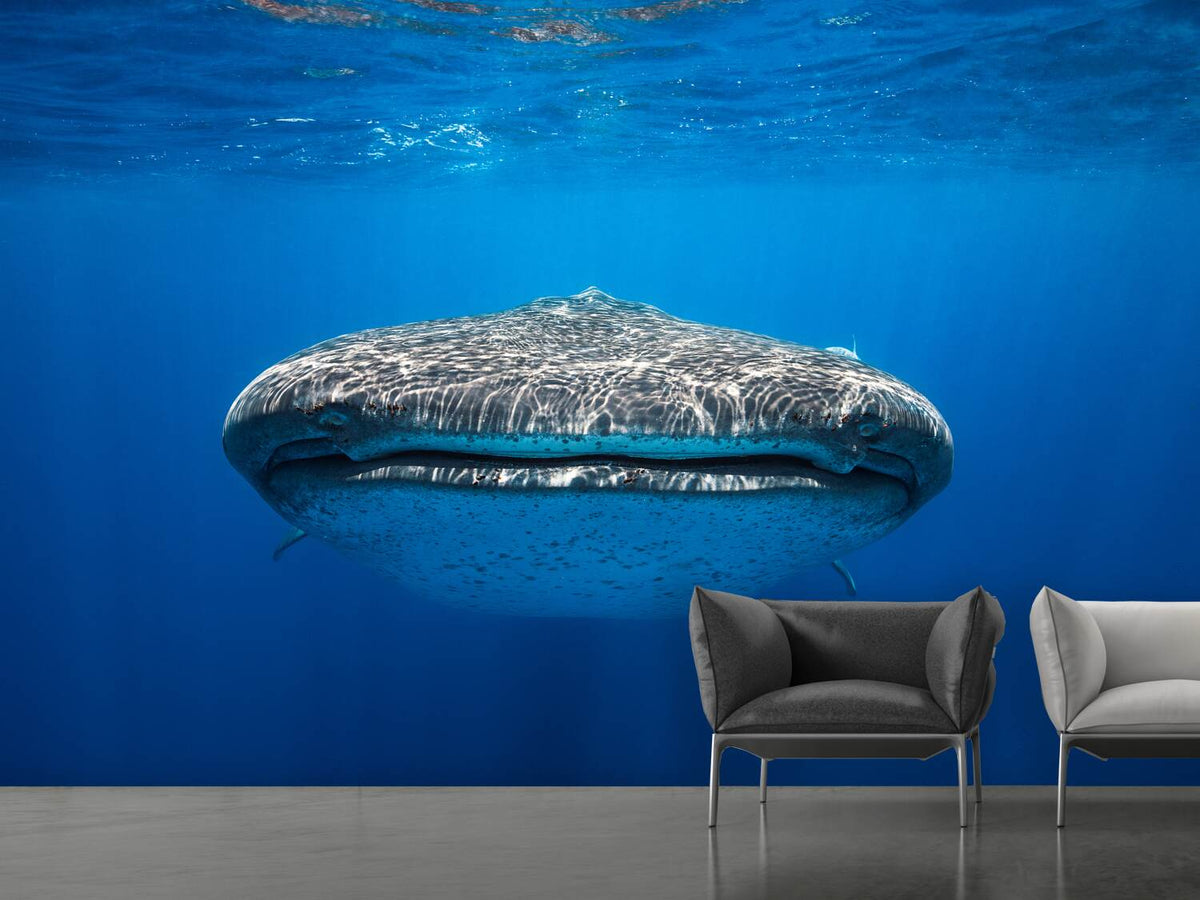 photo-wallpaper-face-to-face-with-a-whale-shark