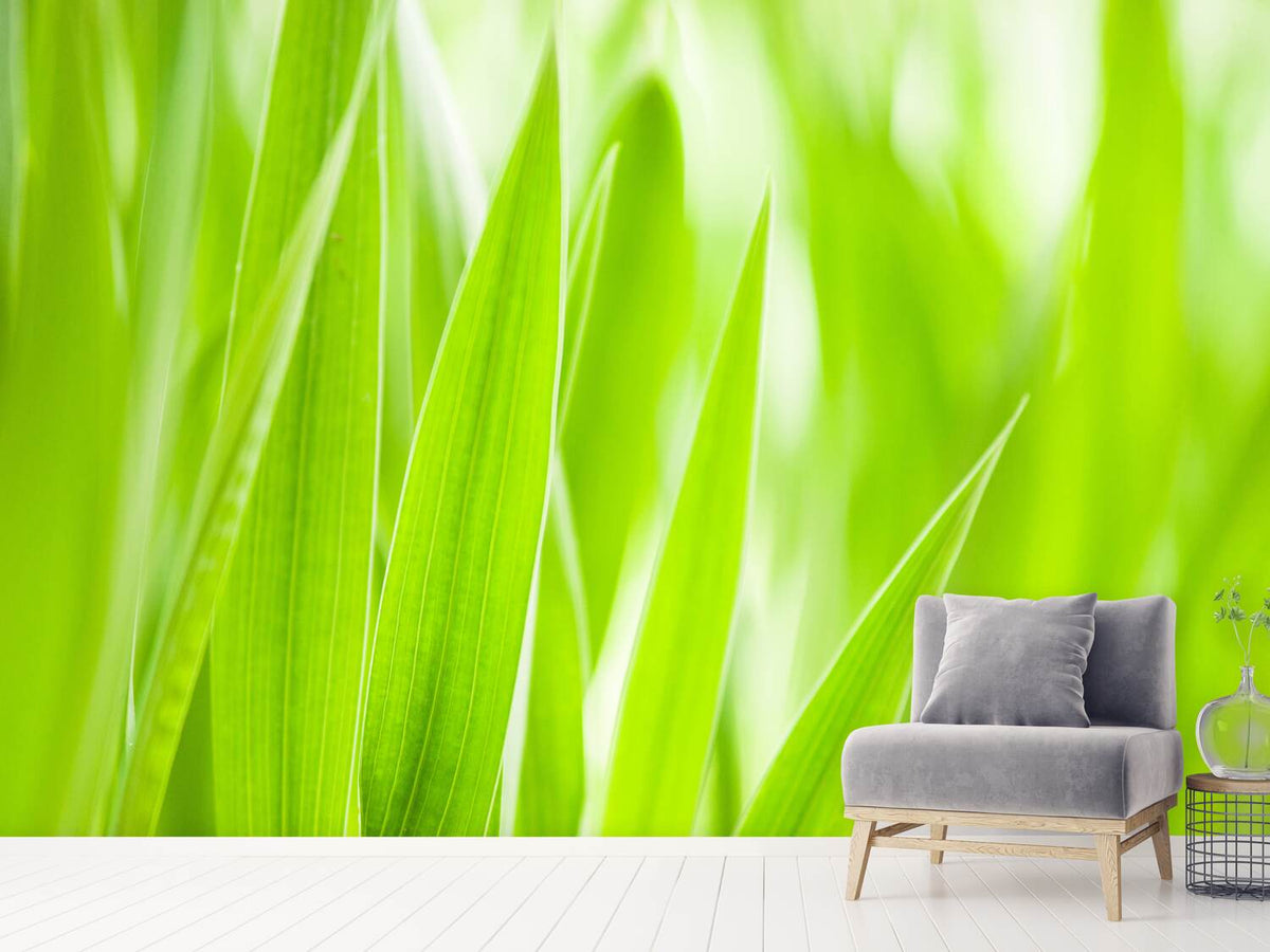 photo-wallpaper-grass-xxl