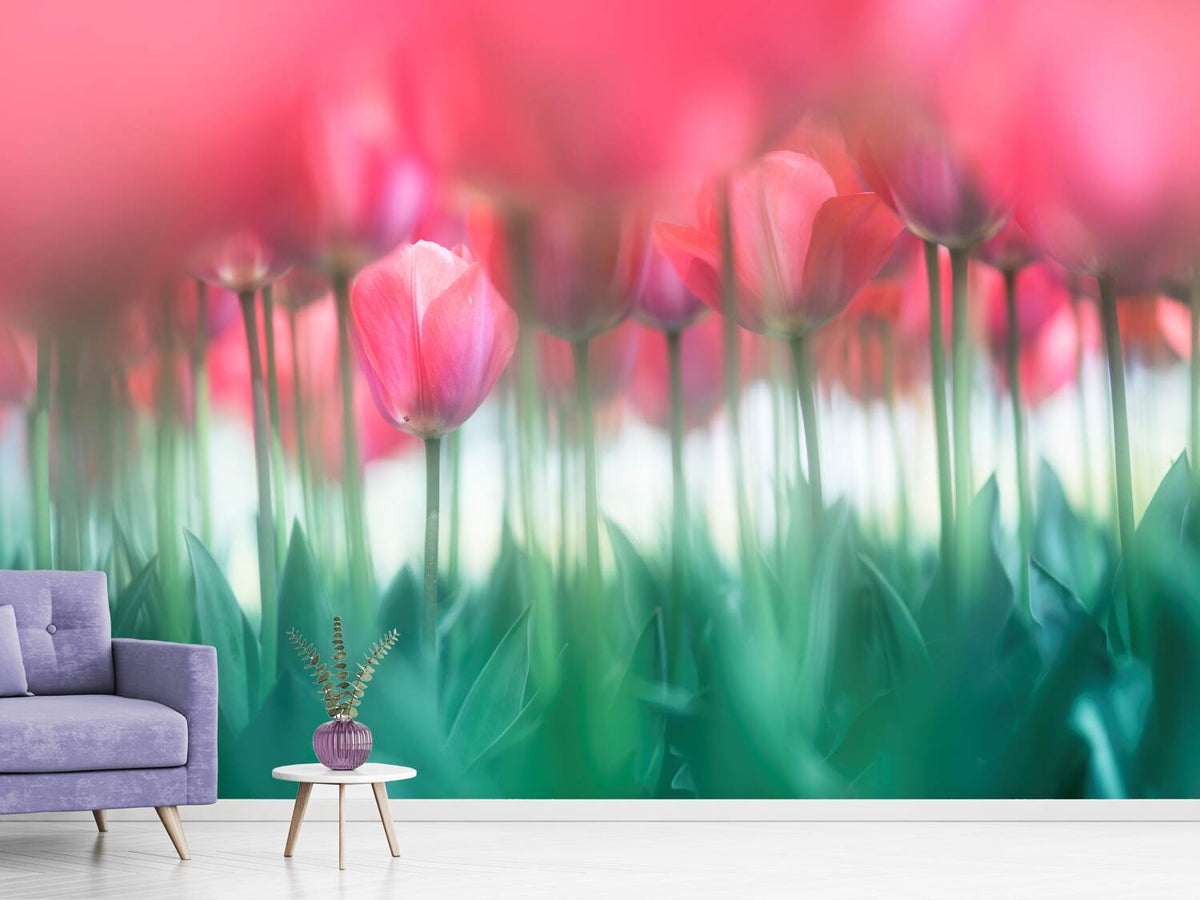 photo-wallpaper-lined-tulips-x