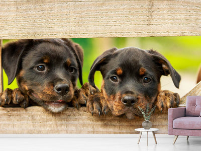 photo-wallpaper-2-rottweiler-puppies