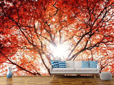 photo-wallpaper-light-of-autumn