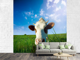 photo-wallpaper-the-cow