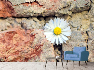 photo-wallpaper-flower-in-the-wall