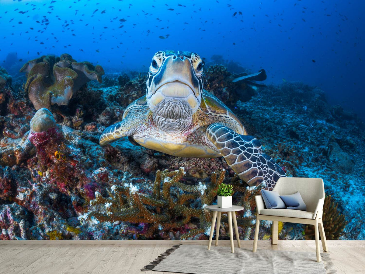 photo-wallpaper-face-to-face-with-a-green-turtle-x