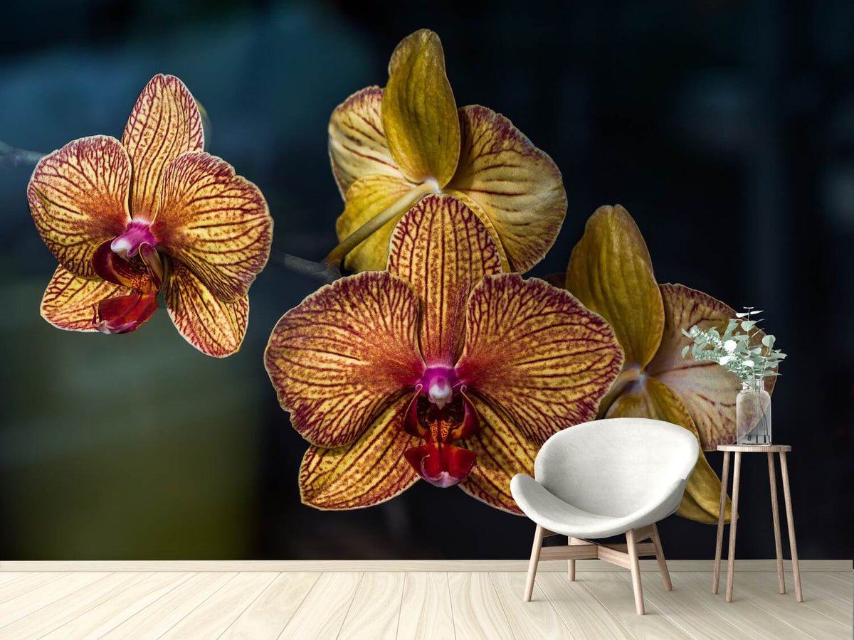 photo-wallpaper-orchidaceae