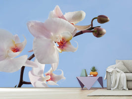 photo-wallpaper-orchid-in-the-sky