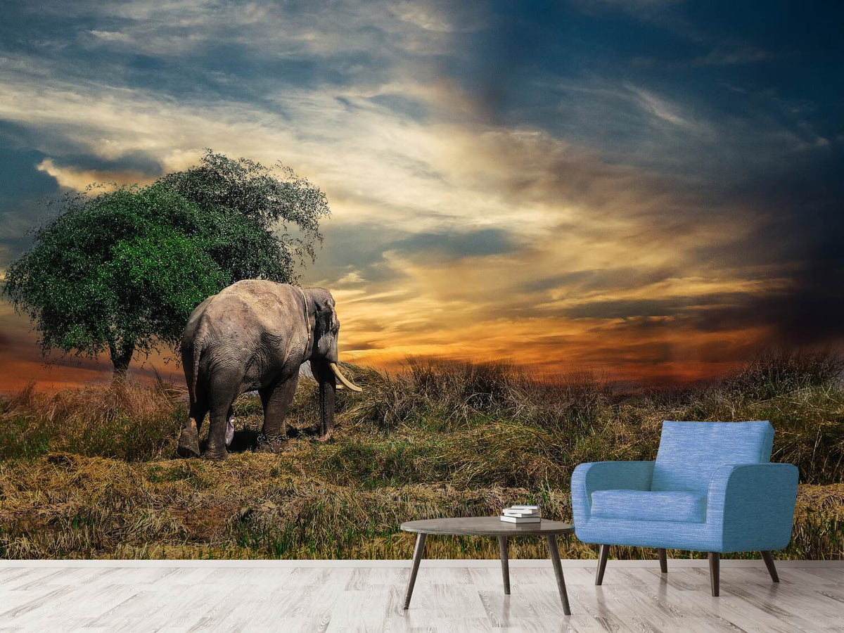 photo-wallpaper-the-elephant-in-the-sunset