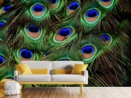 photo-wallpaper-peacock-feathers-xxl