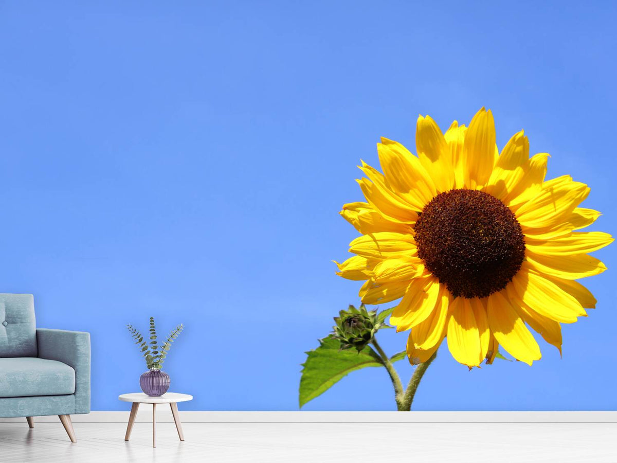 photo-wallpaper-sunflower-with-blue-sky