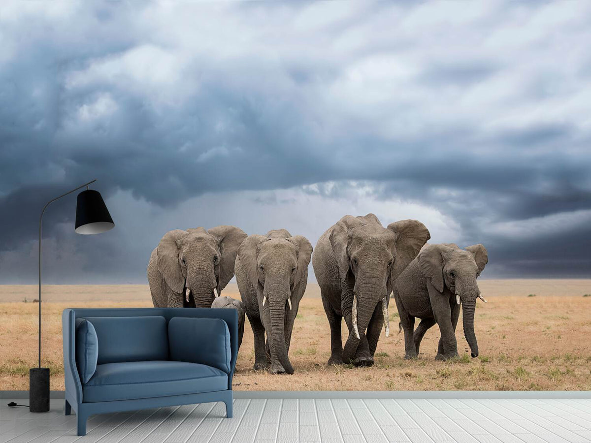 photo-wallpaper-elephant-walk-x