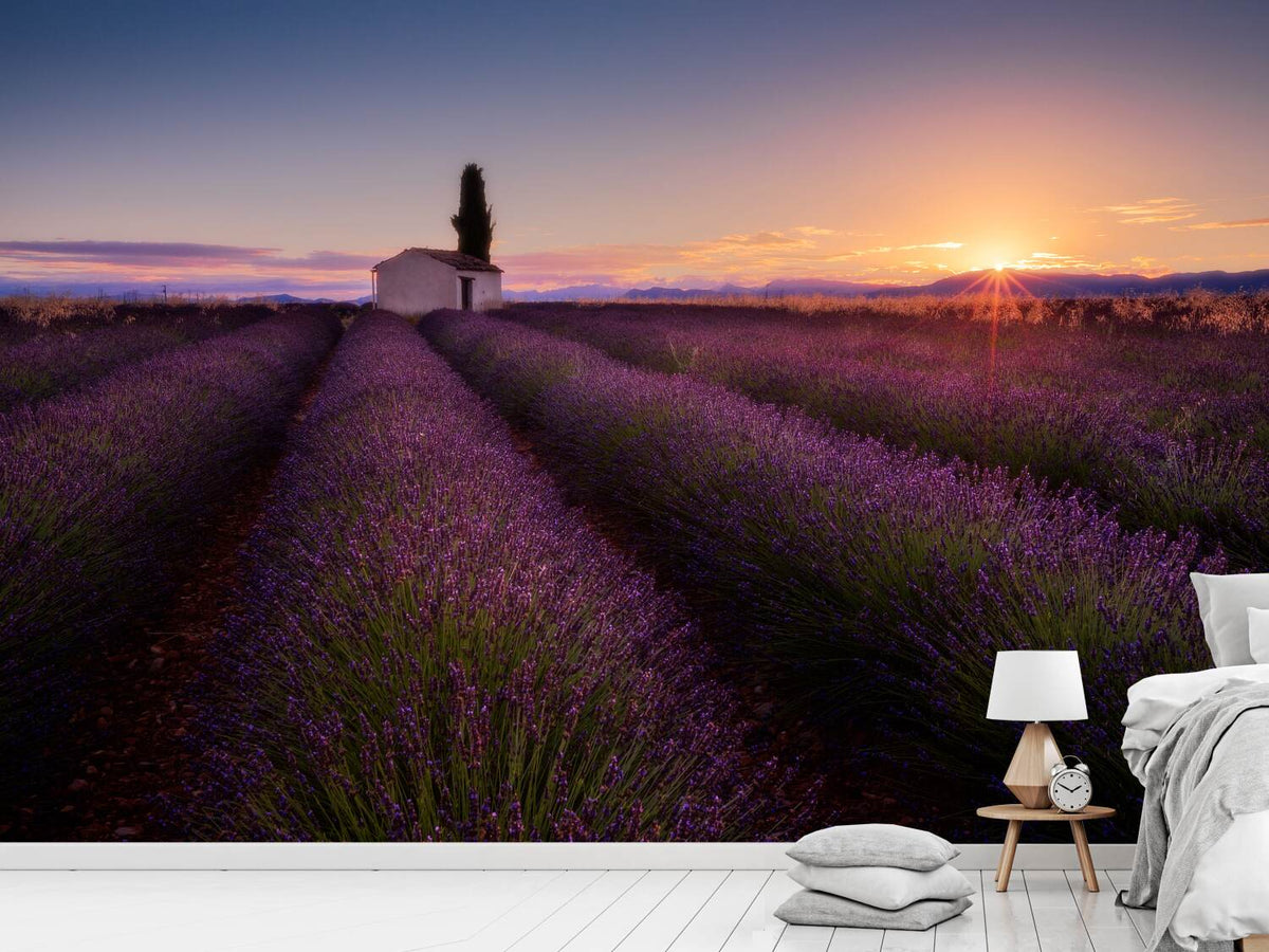 photo-wallpaper-provence-lavender-x