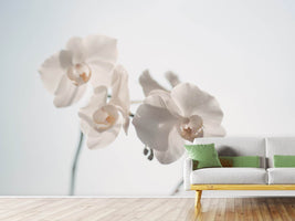 photo-wallpaper-graceful-orchids