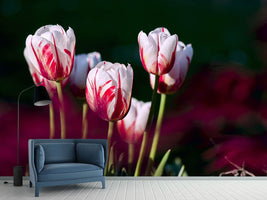 photo-wallpaper-the-beauty-of-the-tulips