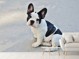 photo-wallpaper-sweet-french-bulldog