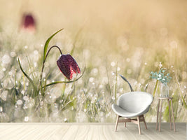 photo-wallpaper-morningdew