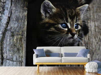 photo-wallpaper-cats-child