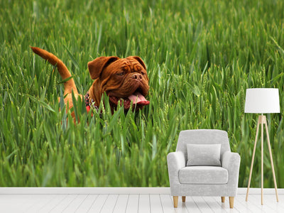 photo-wallpaper-the-mastiff-in-the-grass