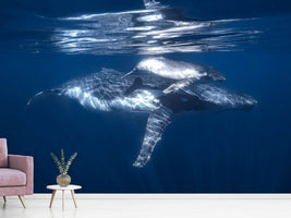 photo-wallpaper-a-humpback-whale-and-its-calf-x