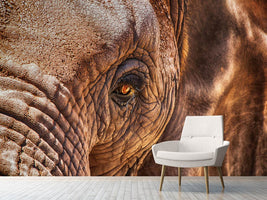 photo-wallpaper-the-look-of-the-elephant