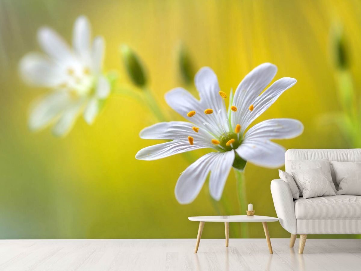 photo-wallpaper-stitchwort-ii