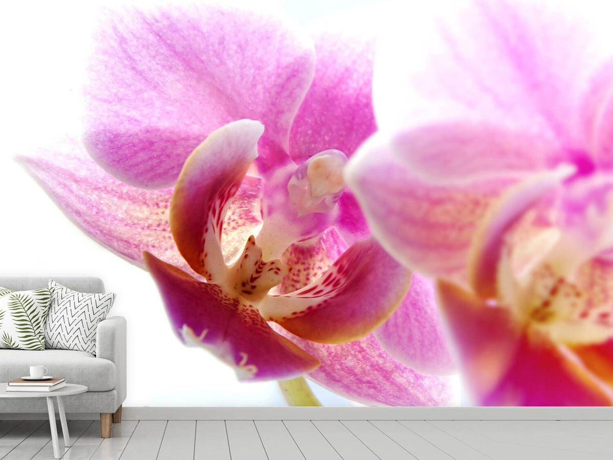 photo-wallpaper-magnificent-phalaenopsis