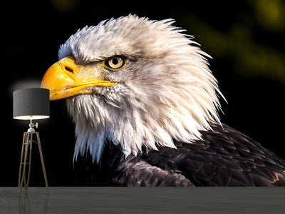 photo-wallpaper-the-eagle-head