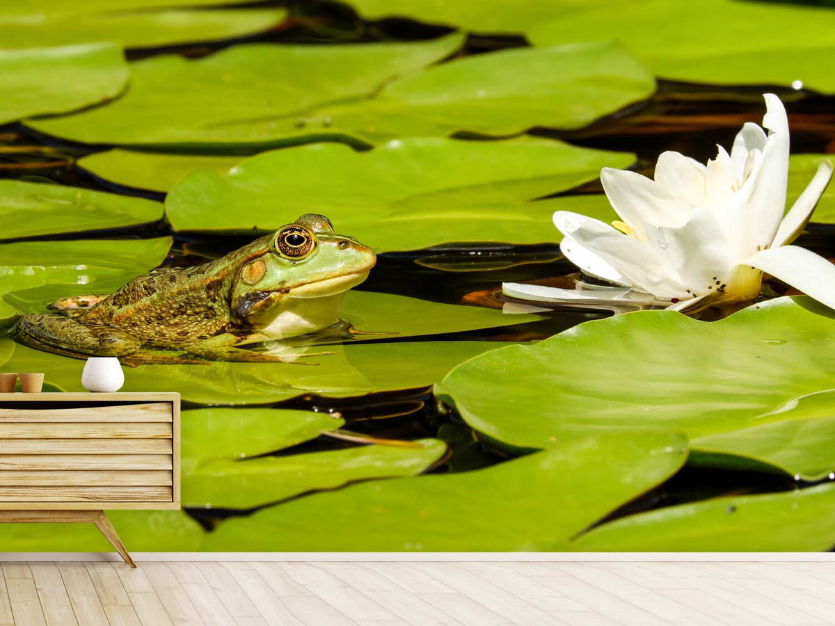 photo-wallpaper-the-frog-and-the-water-lily