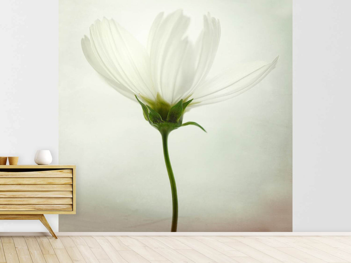 photo-wallpaper-white-cosmos