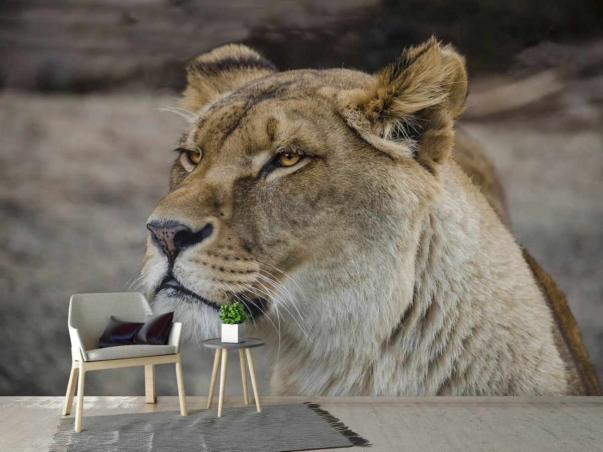 photo-wallpaper-head-of-a-lioness