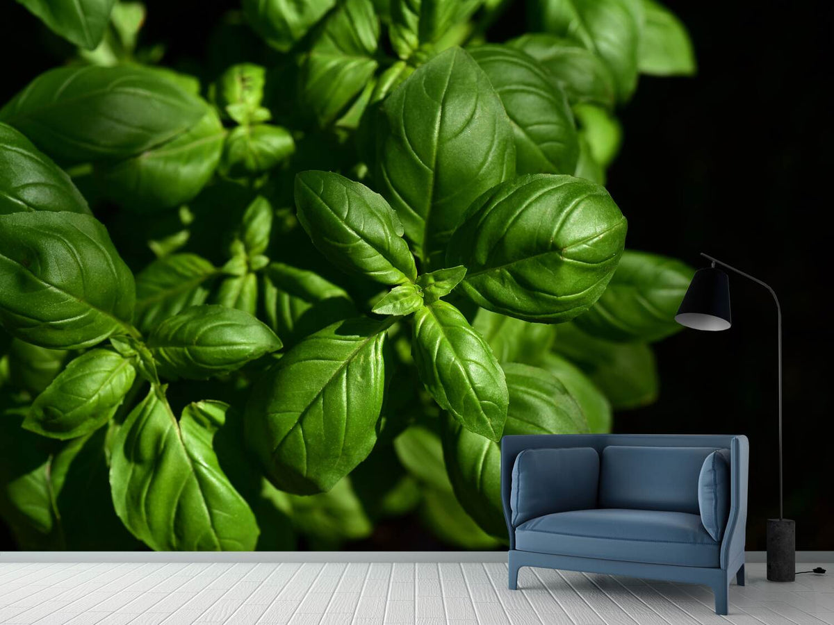 photo-wallpaper-basil-in-xl