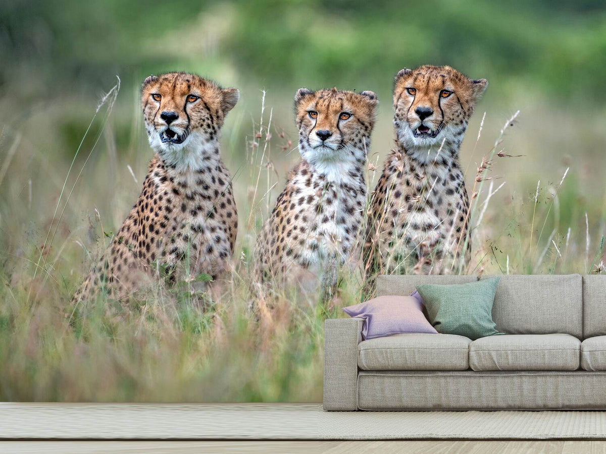 photo-wallpaper-cheetah-cubs-x