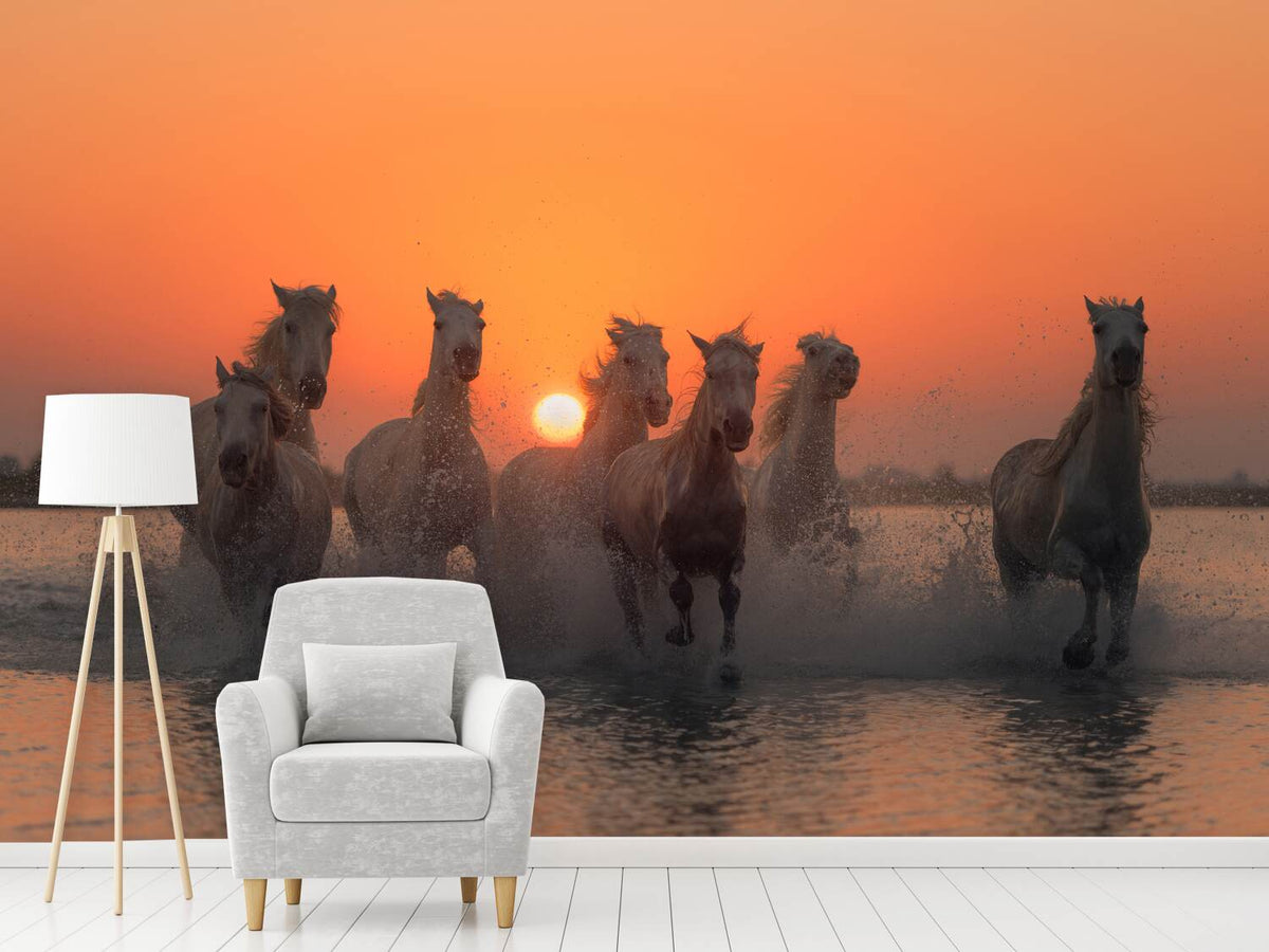 photo-wallpaper-sunset-in-camargue-x