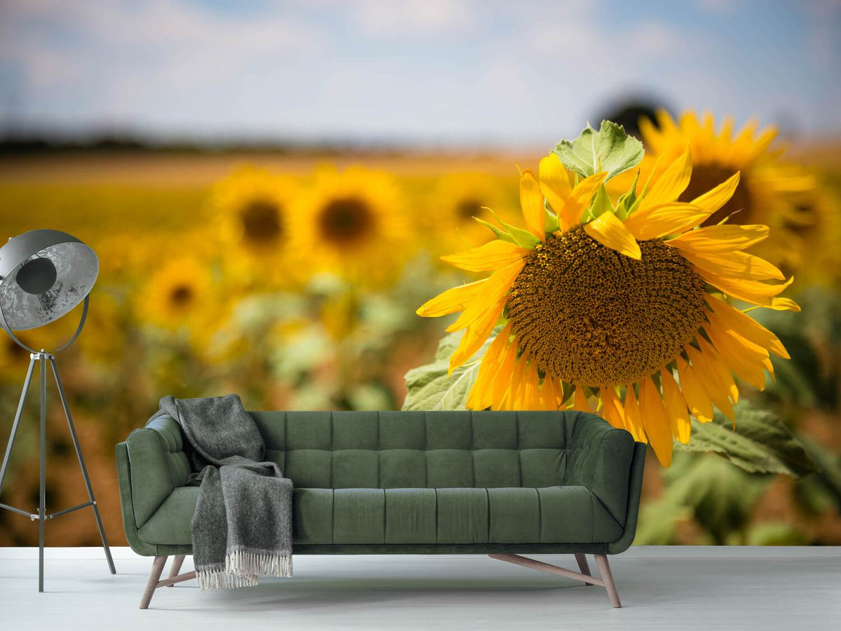 photo-wallpaper-a-sunflower-in-the-field