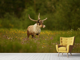 photo-wallpaper-caribou-in-grass-land-x