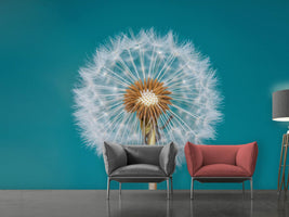 photo-wallpaper-dandelion-a