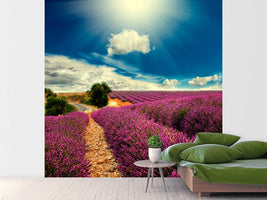 photo-wallpaper-the-lavender-valley