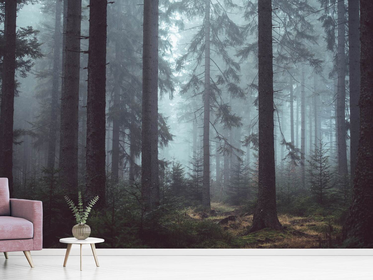 photo-wallpaper-forest-in-the-fog