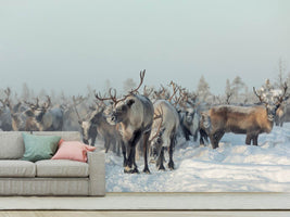 photo-wallpaper-reindeers-x