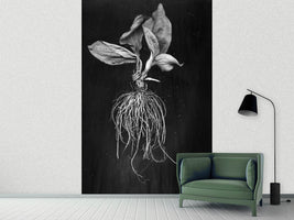 photo-wallpaper-plantain